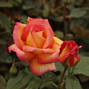 Złocisty z różowymi brzegami - róża wielkokwiatowa - Hybrid Tea